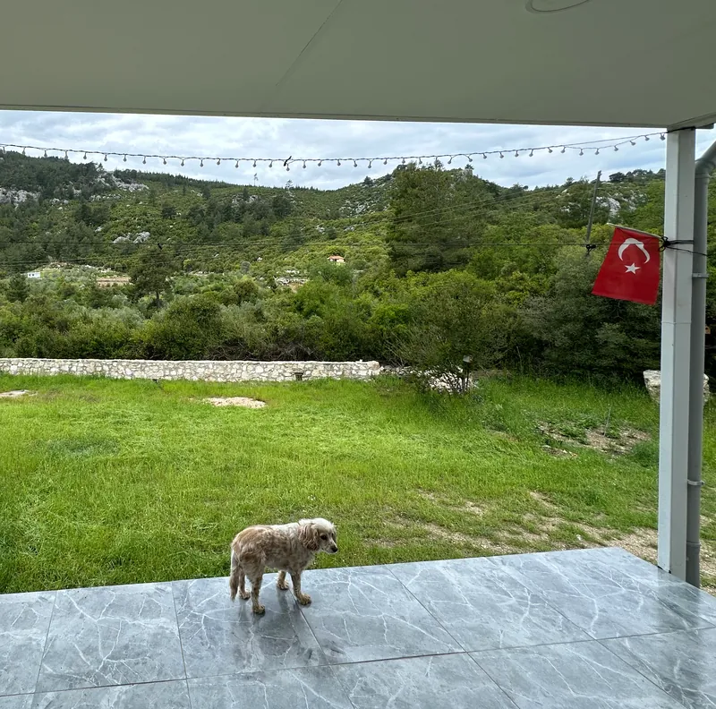 View from the porch over a green lawn and stone wall to forested hills; a dog stands on the porch